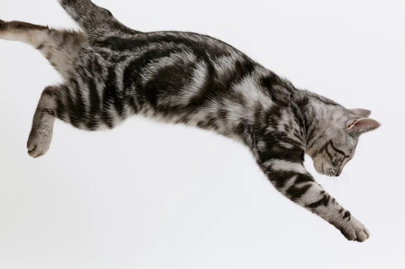 Silver tabby cat mid-leap body fully extended diagonally against white background