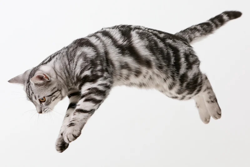 Silver tabby cat mid-leap body fully extended diagonally against white background