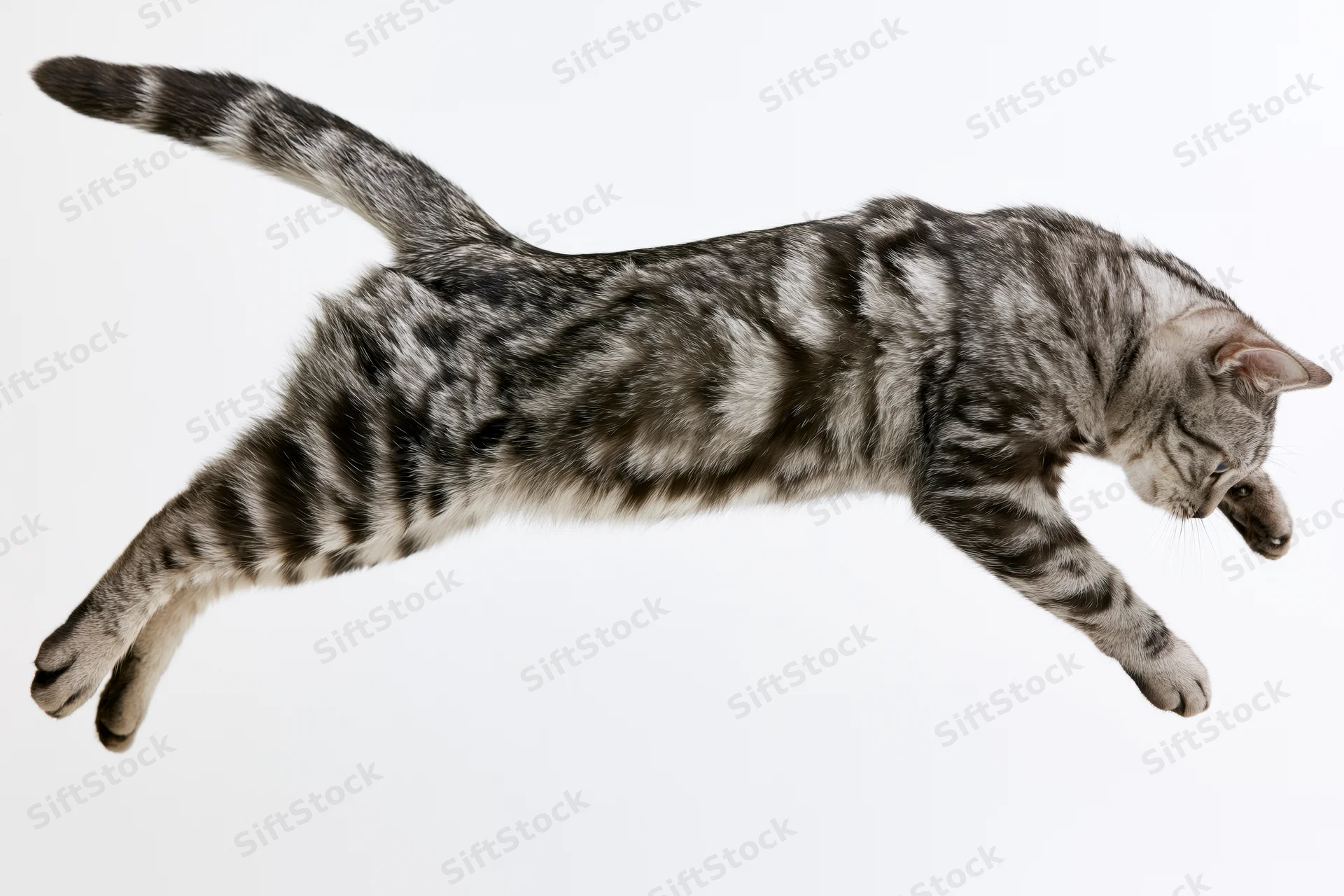 Silver tabby cat mid-leap body fully extended against white background