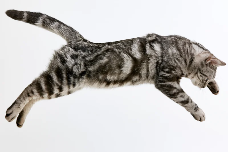 Silver tabby cat mid-leap body fully extended against white background