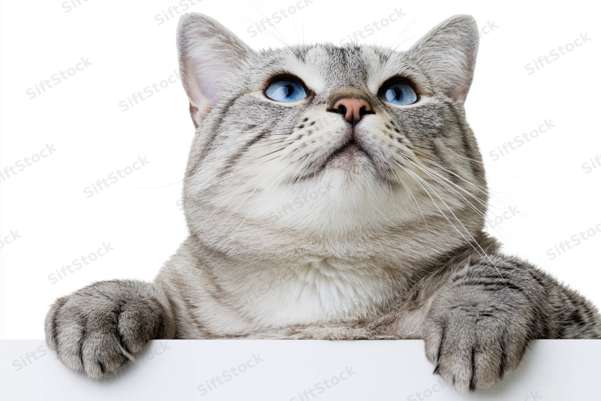 Silver tabby cat resting with front paws draped over white surface, looking upward with curious expression