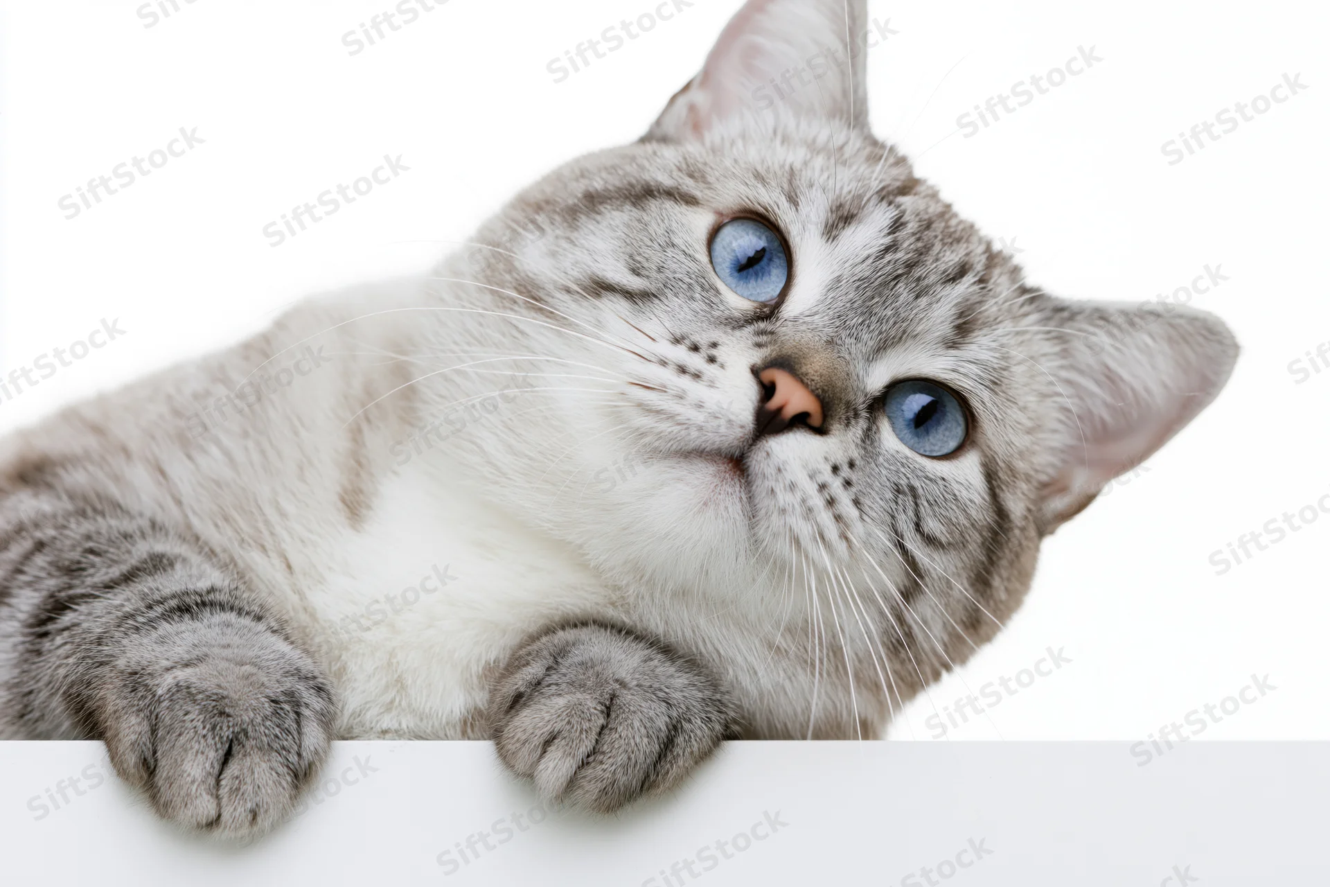Silver tabby cat resting with front paws draped over white surface