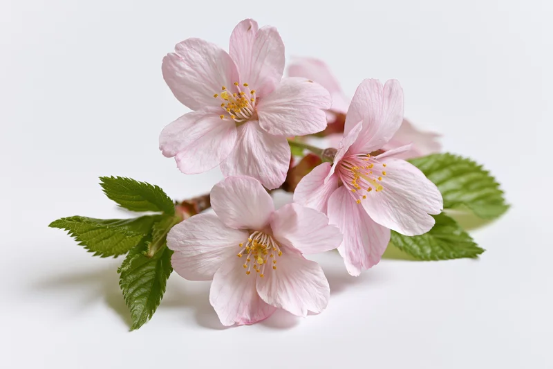 Cherry blossom branch with three open pink flowers and green leaves on white background