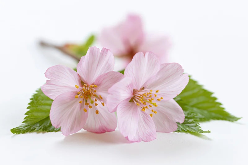 Cherry blossom branch with three open pink flowers and green leaves on white background