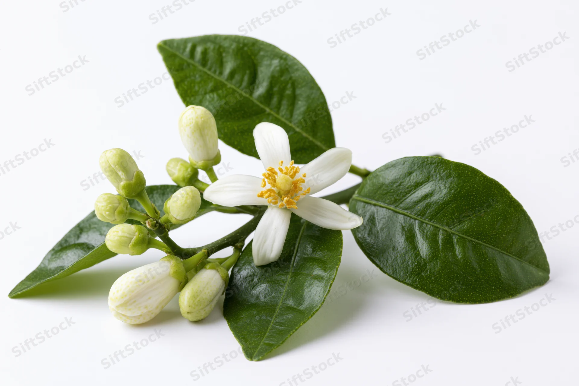 Small citrus blossom branch with one open white flower and several buds among green leaves on white background