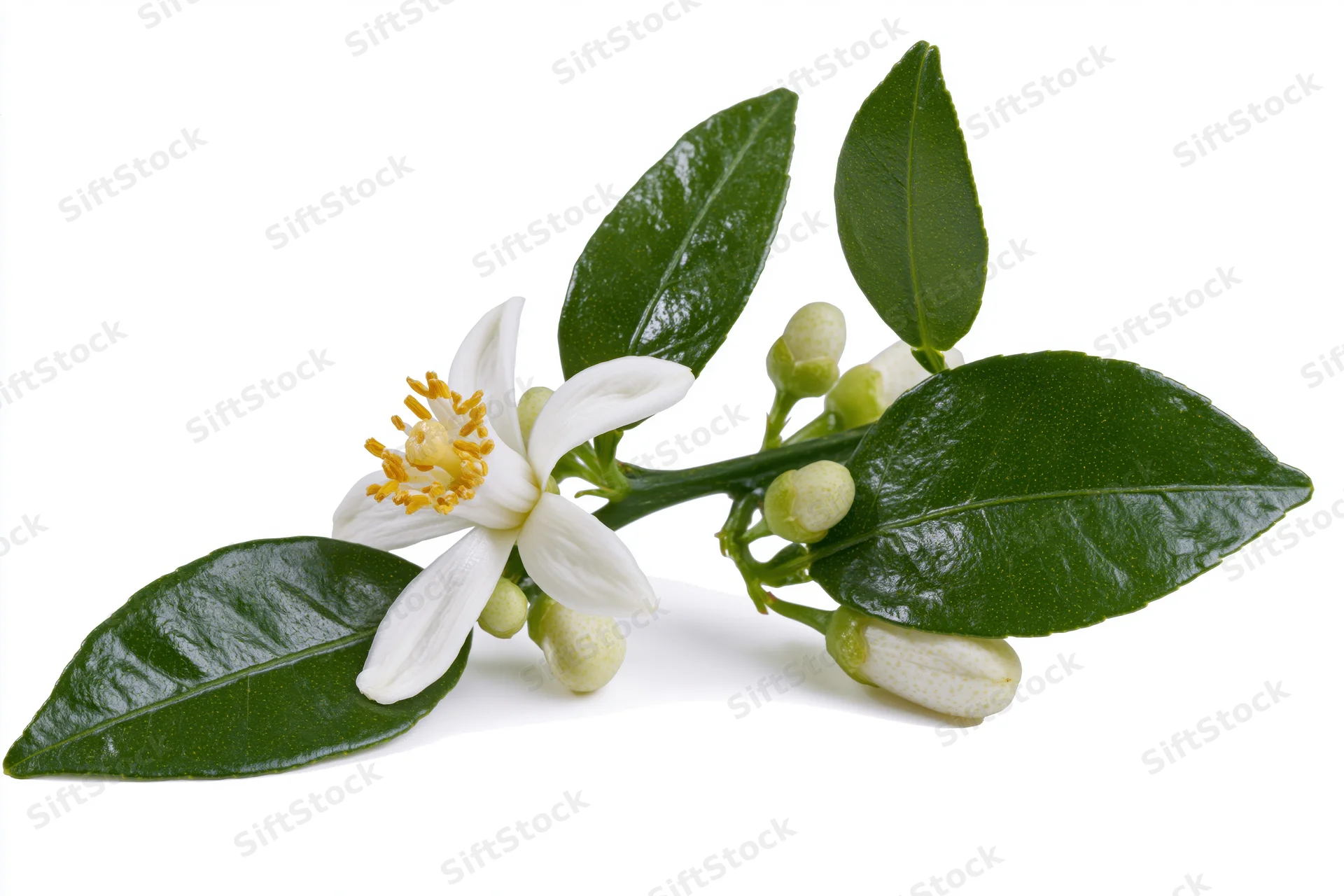 Citrus blossom branch with one open white flower and buds among green leaves on white background