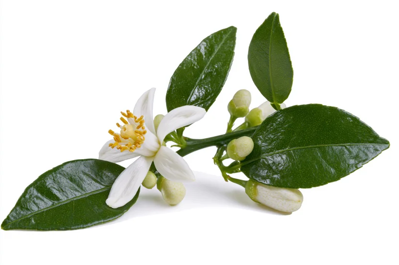 Citrus blossom branch with one open white flower and buds among green leaves on white background