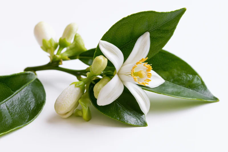 Citrus blossom branch with one open white flower and several buds among green leaves on white background