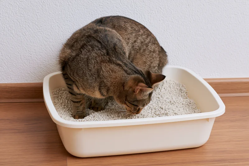 Tabby cat sniffing inside an open plastic litter box on wooden flooring