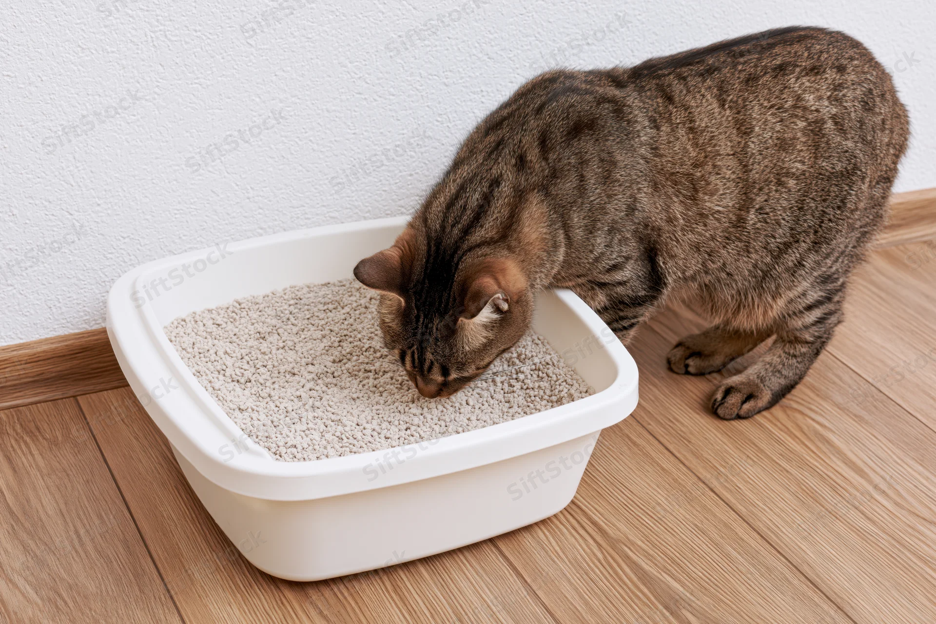Tabby cat sniffing inside an open plastic litter box on wooden flooring near a white wall