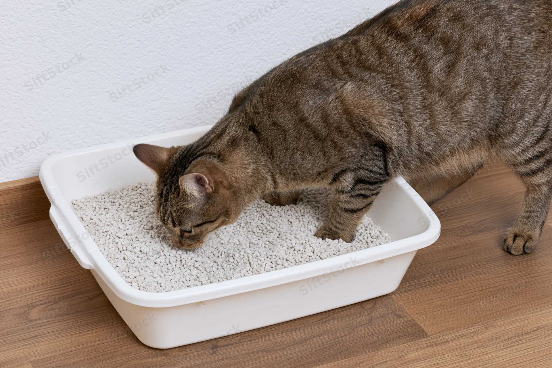 Tabby cat sniffing inside an open plastic litter box on wooden flooring