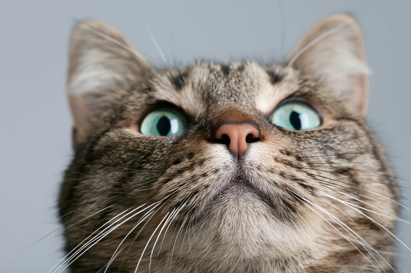 Tabby cat looking upward with alert teal-green eyes in studio closeup