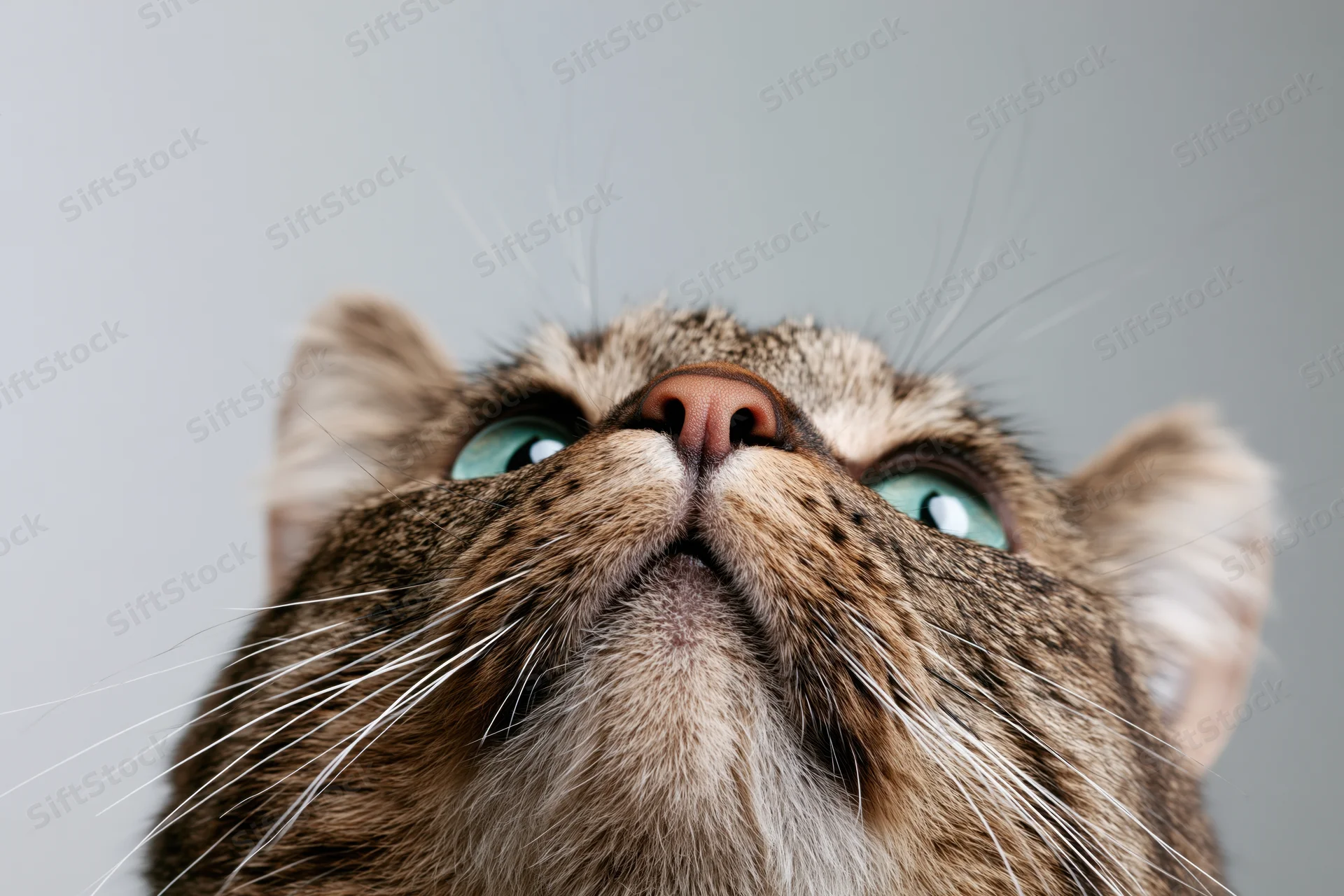Tabby cat looking upward with alert teal-green eyes against neutral background
