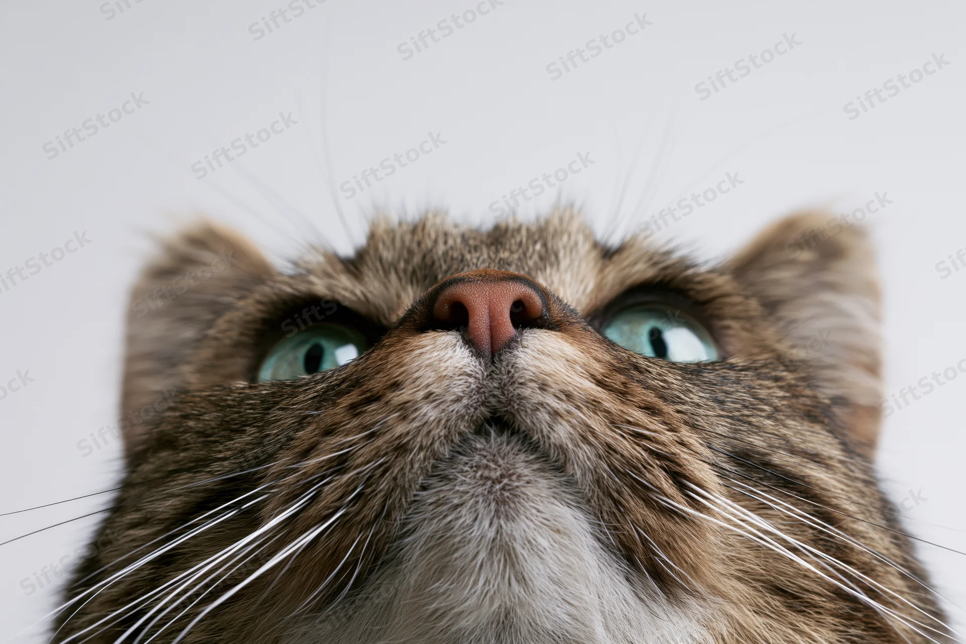 Tabby cat looking upward with alert teal-green eyes in closeup portrait against white background