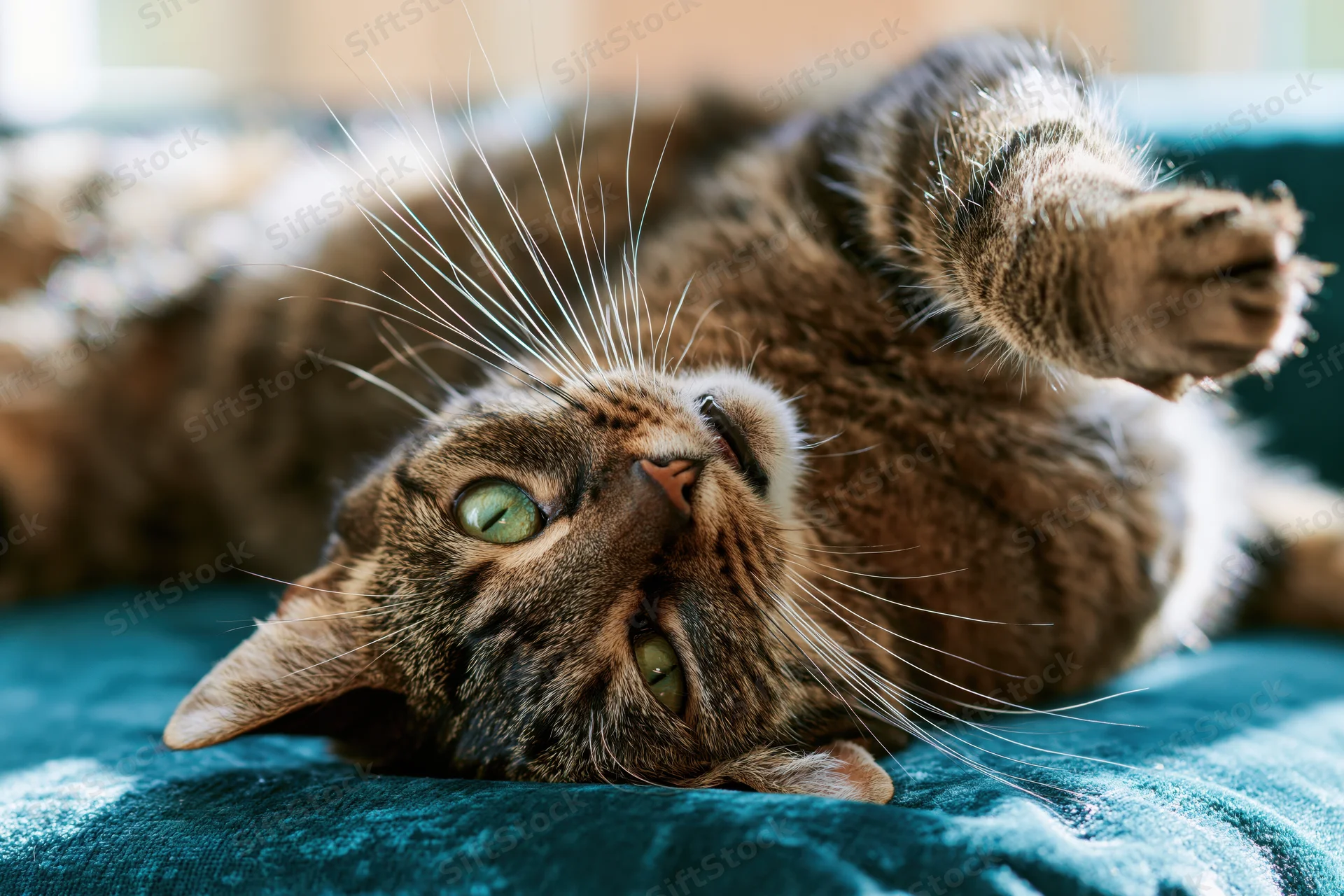 Tabby cat lying on its back on a teal velvet sofa with one paw raised