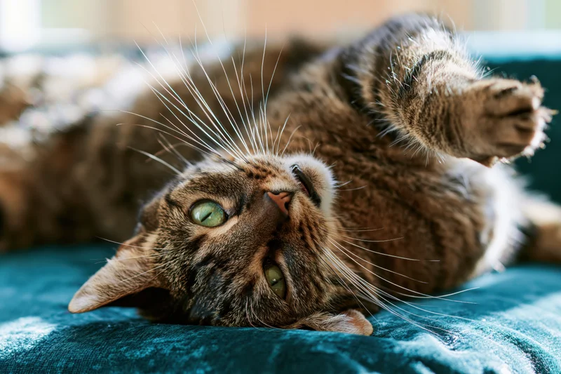 Tabby cat lying on its back on a teal velvet sofa with one paw raised