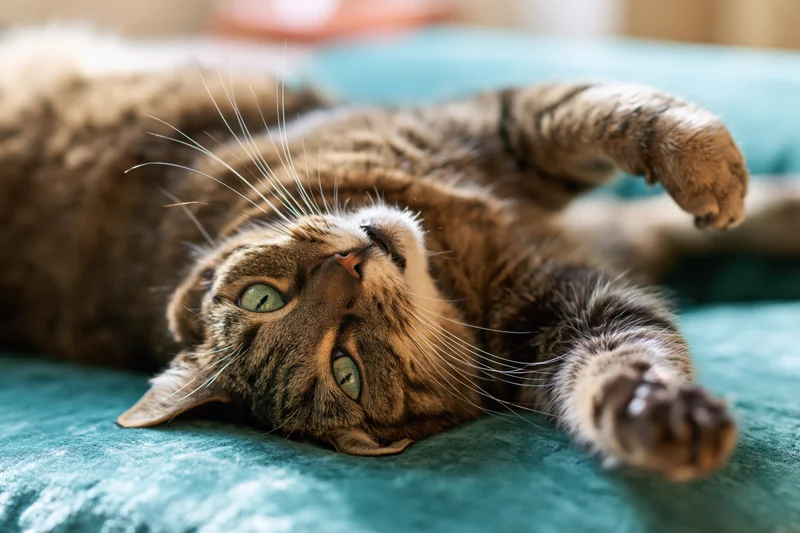 Tabby cat lying on its back on a teal velvet sofa with paws raised