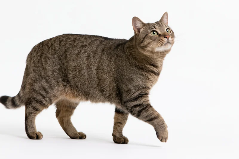 Tabby cat walking with one front paw raised in alert posture against white background