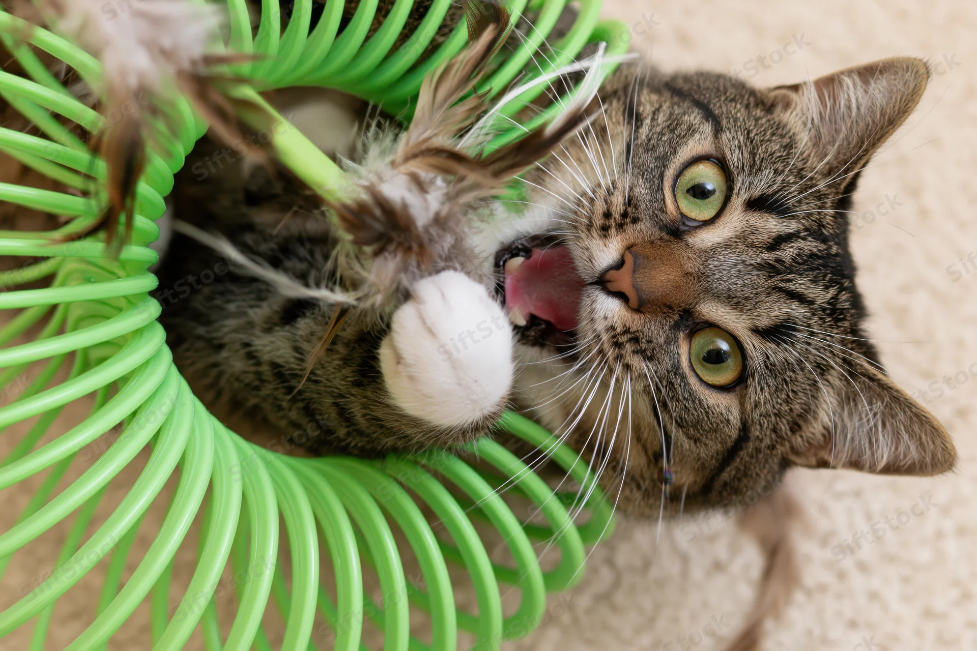 Tabby cat biting feather toy inside green plastic spring on carpet