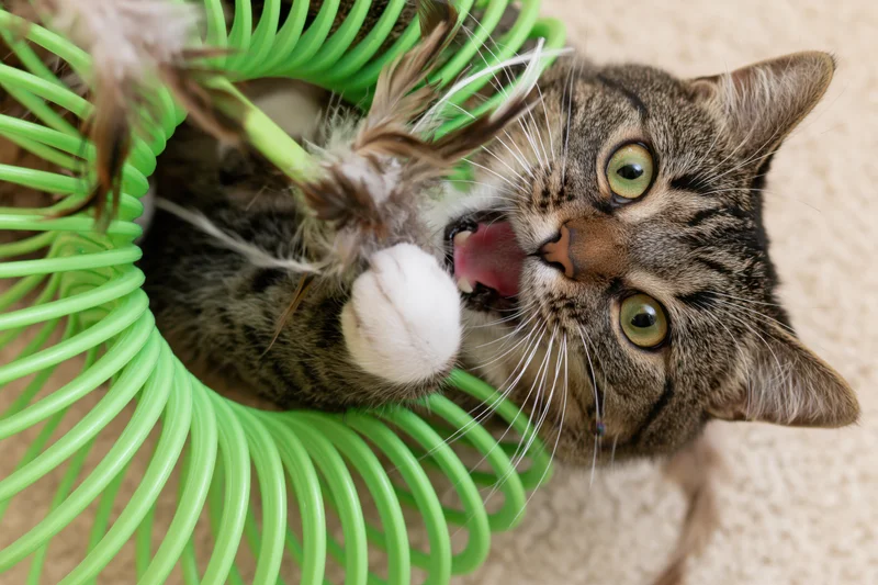 Tabby cat biting feather toy inside green plastic spring on carpet