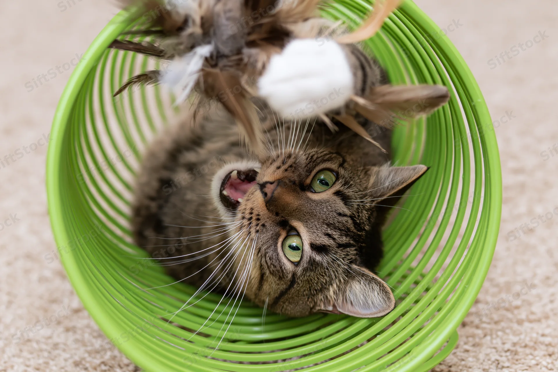 Tabby cat lying in green plastic basket playing with feather toy on carpeted floor