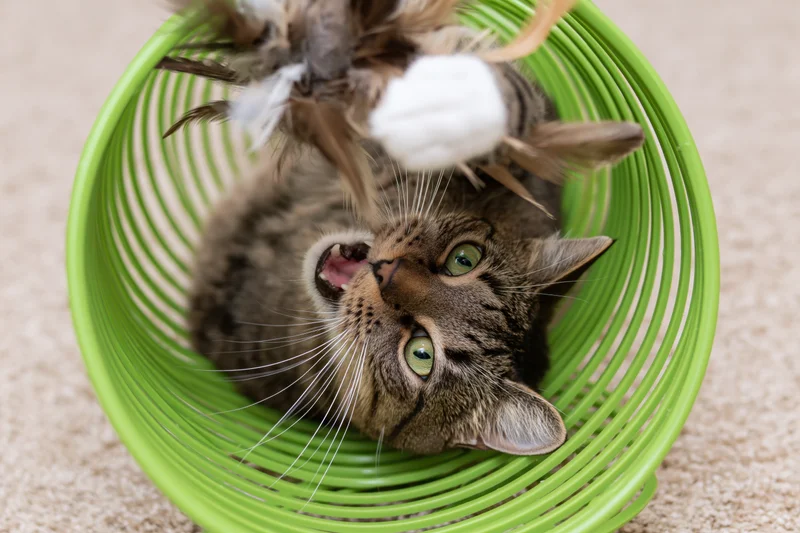 Tabby cat lying in green plastic basket playing with feather toy on carpeted floor
