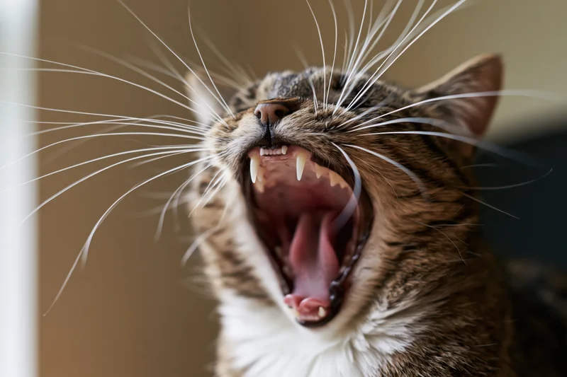 Tabby cat hissing with mouth wide open showing teeth and long white whiskers