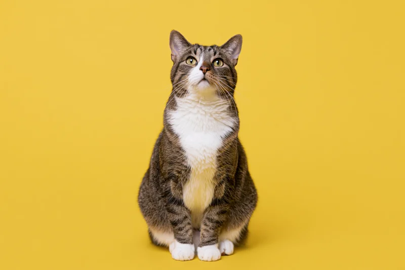 Tabby cat with white chest sitting upright and looking up against yellow background