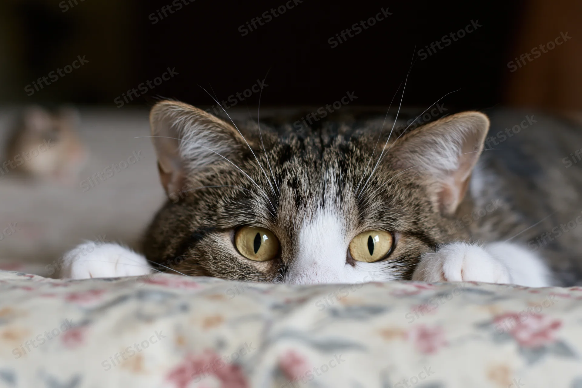 Tabby cat with white markings peeking over floral blanket edge in bedroom