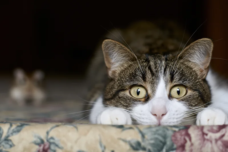 Tabby cat with white markings peering over edge of floral cushioned furniture