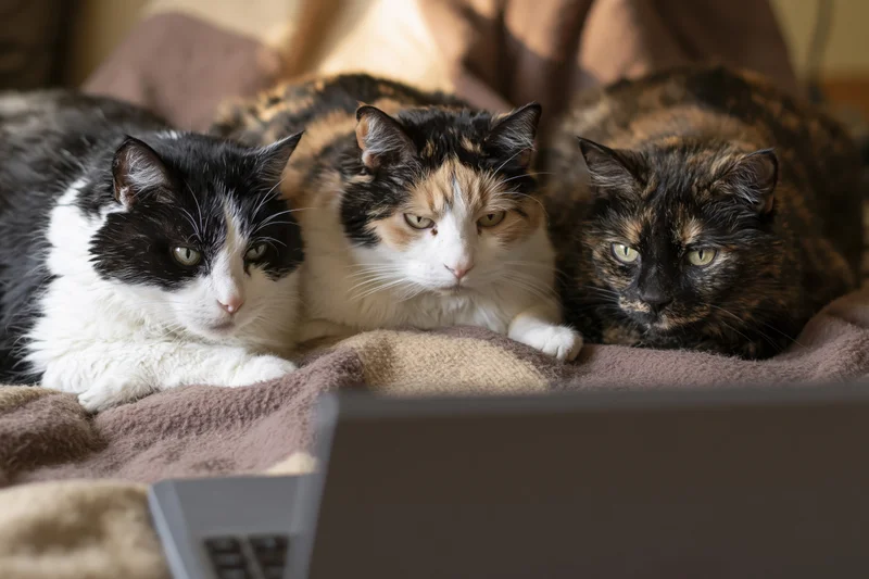 Three cats lying side by side on a blanket facing a laptop screen
