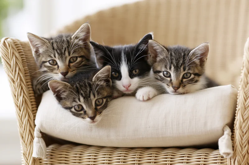 Four kittens resting together on a beige cushioned wicker chair