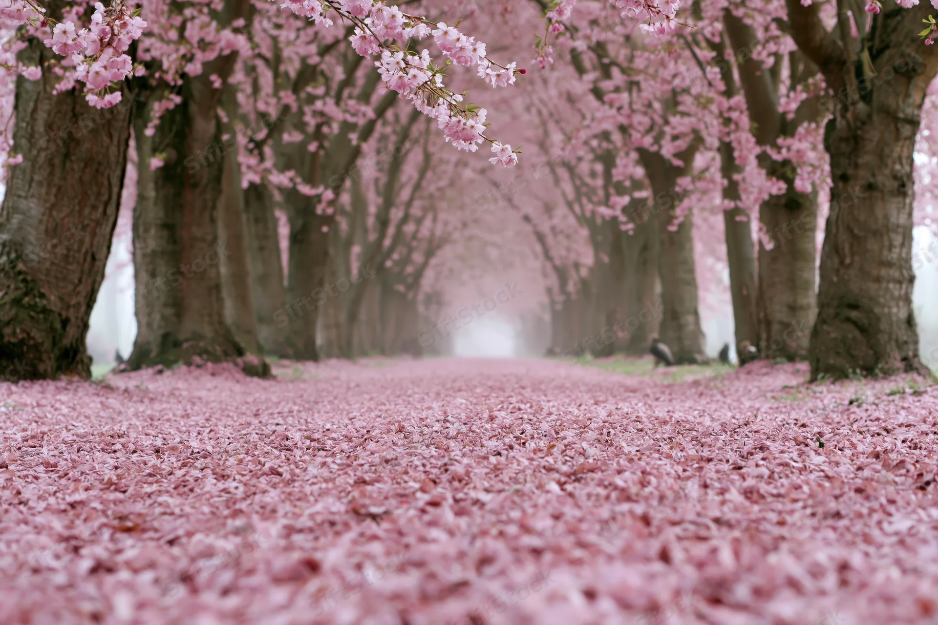 Tree-lined path covered in fallen pink cherry blossoms in spring park