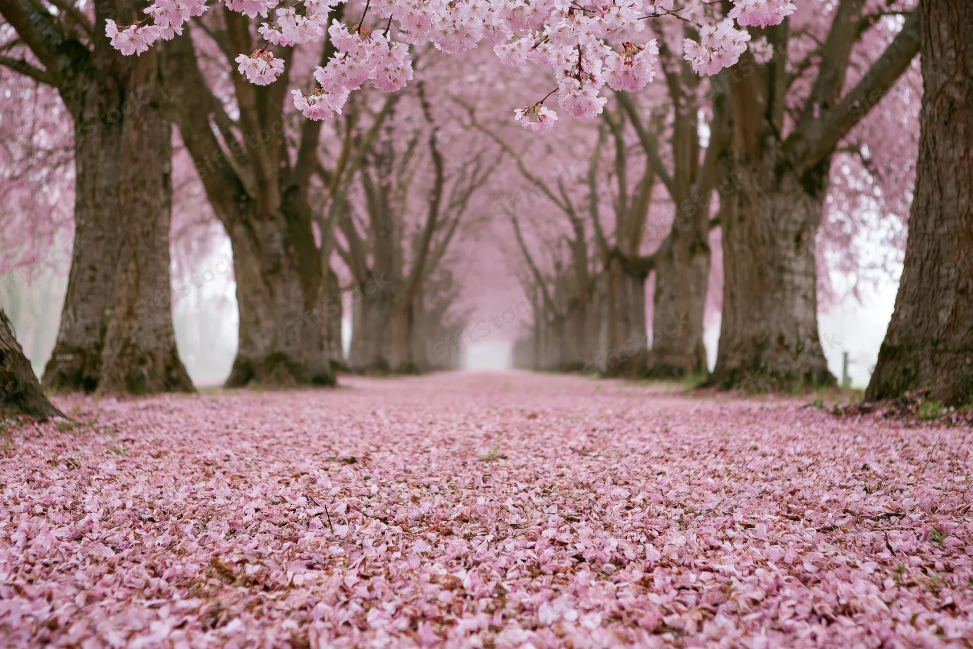 Tree-lined path covered in fallen pink cherry blossoms in spring garden
