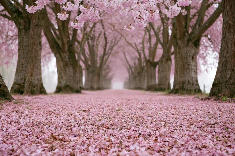 Tree-lined path covered in fallen pink cherry blossoms in spring garden
