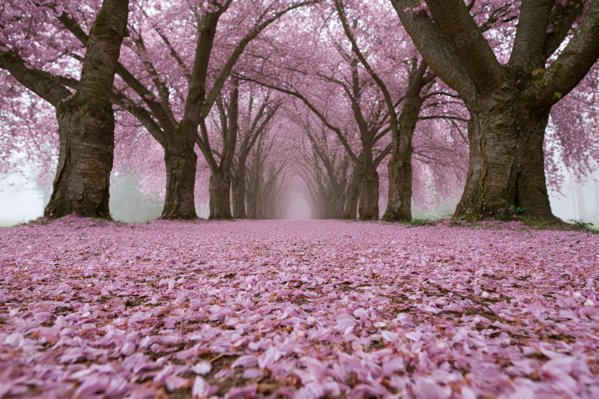 Tree-lined pathway covered in fallen pink cherry blossoms in spring garden