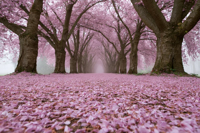 Tree-lined pathway covered in fallen pink cherry blossoms in spring garden