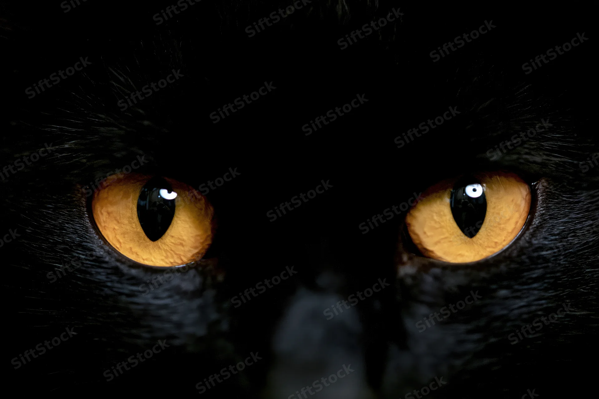 Closeup of a black cat's glowing amber eyes with vertical slit pupils in darkness