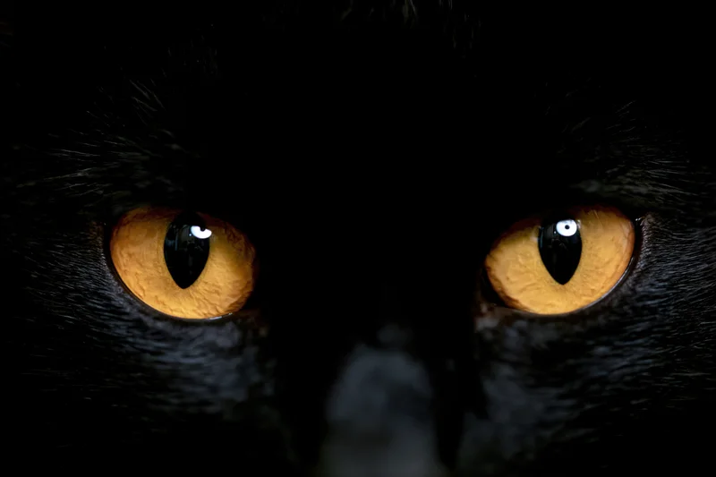 Closeup of a black cat's glowing amber eyes with vertical slit pupils in darkness