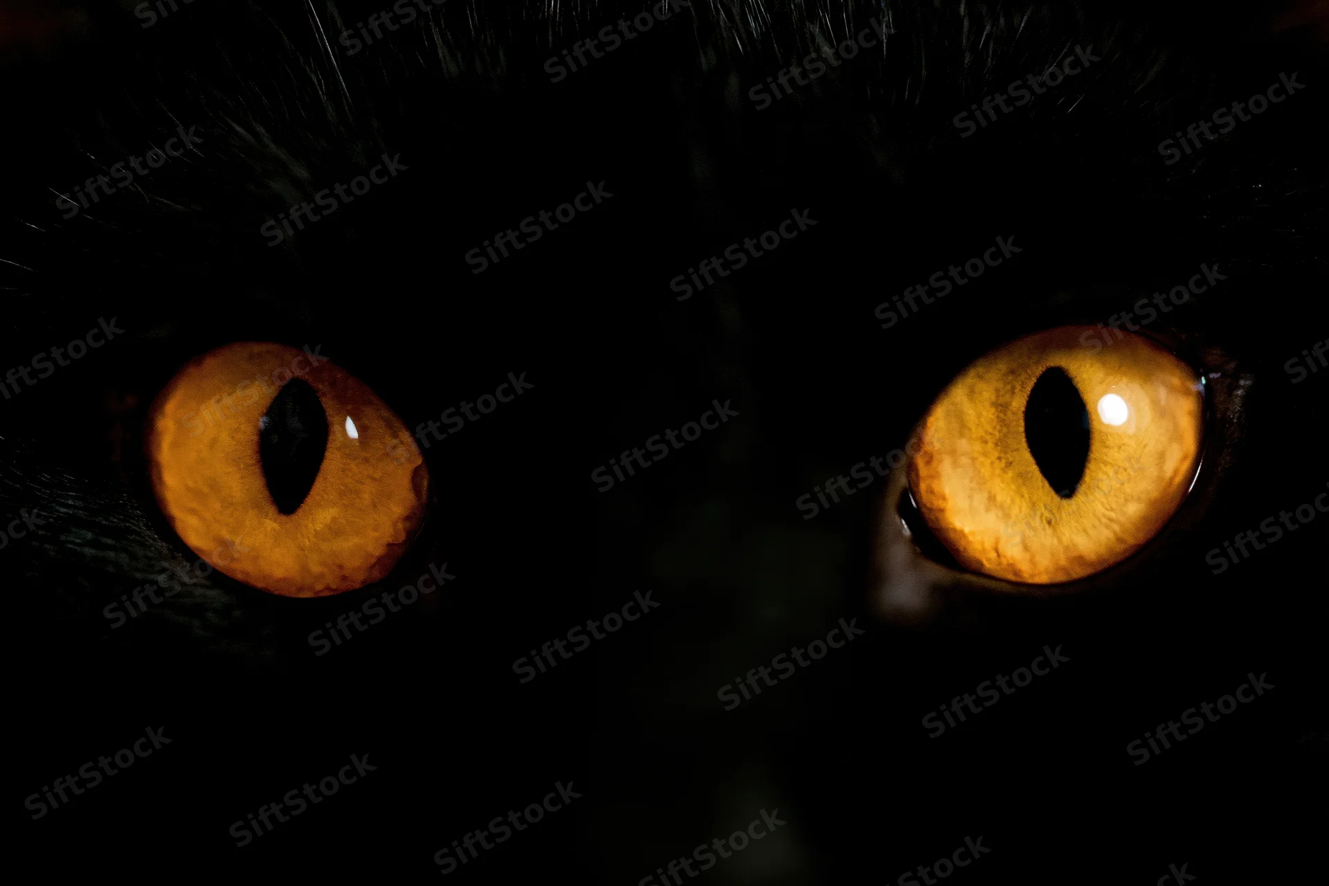 Glowing amber cat eyes with vertical slit pupils in dark fur closeup