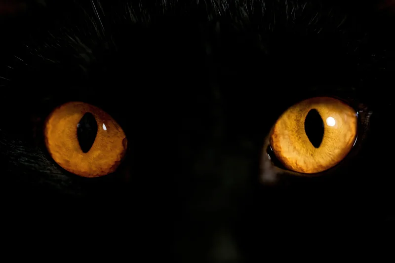 Glowing amber cat eyes with vertical slit pupils in dark fur closeup