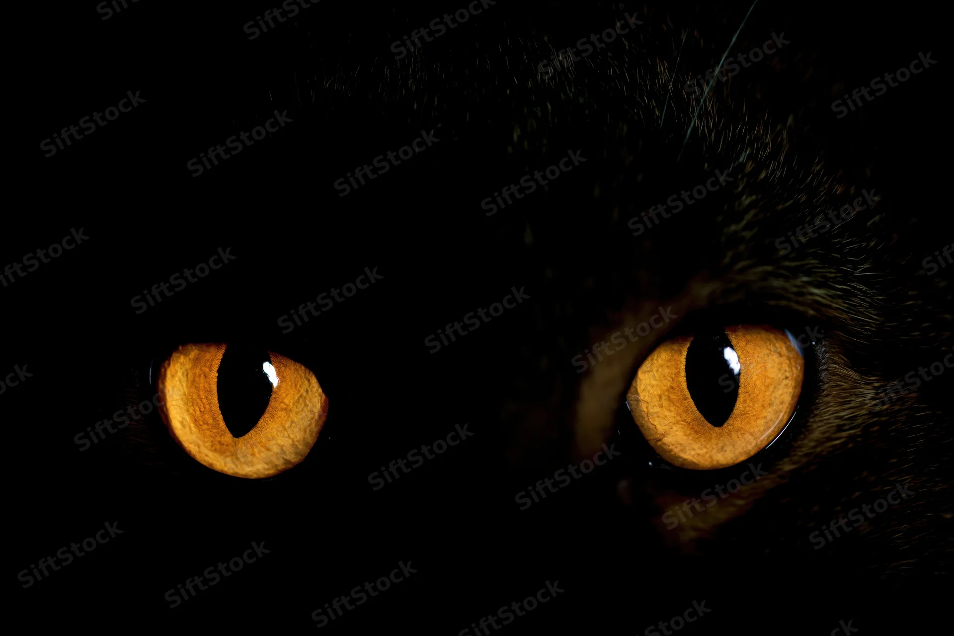 Glowing amber cat eyes with vertical slit pupils in darkness
