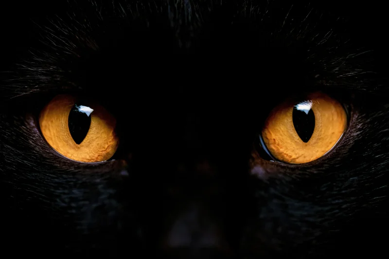 Closeup of glowing amber cat eyes with vertical slit pupils in darkness