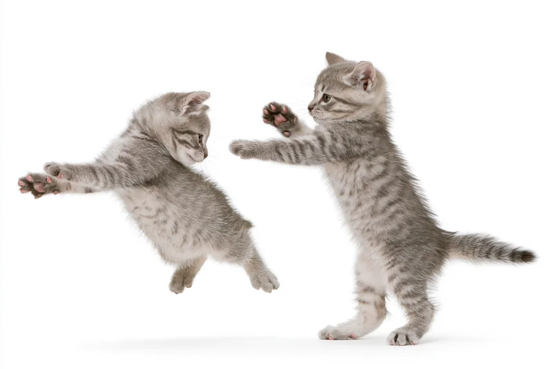 Two tabby kittens playing together one leaping horizontally in studio against white background