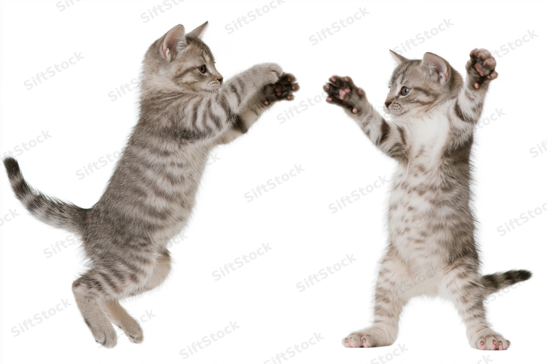 Two tabby kittens playing, one leaping horizontally while the other stands on hind legs reaching out, isolated on white background