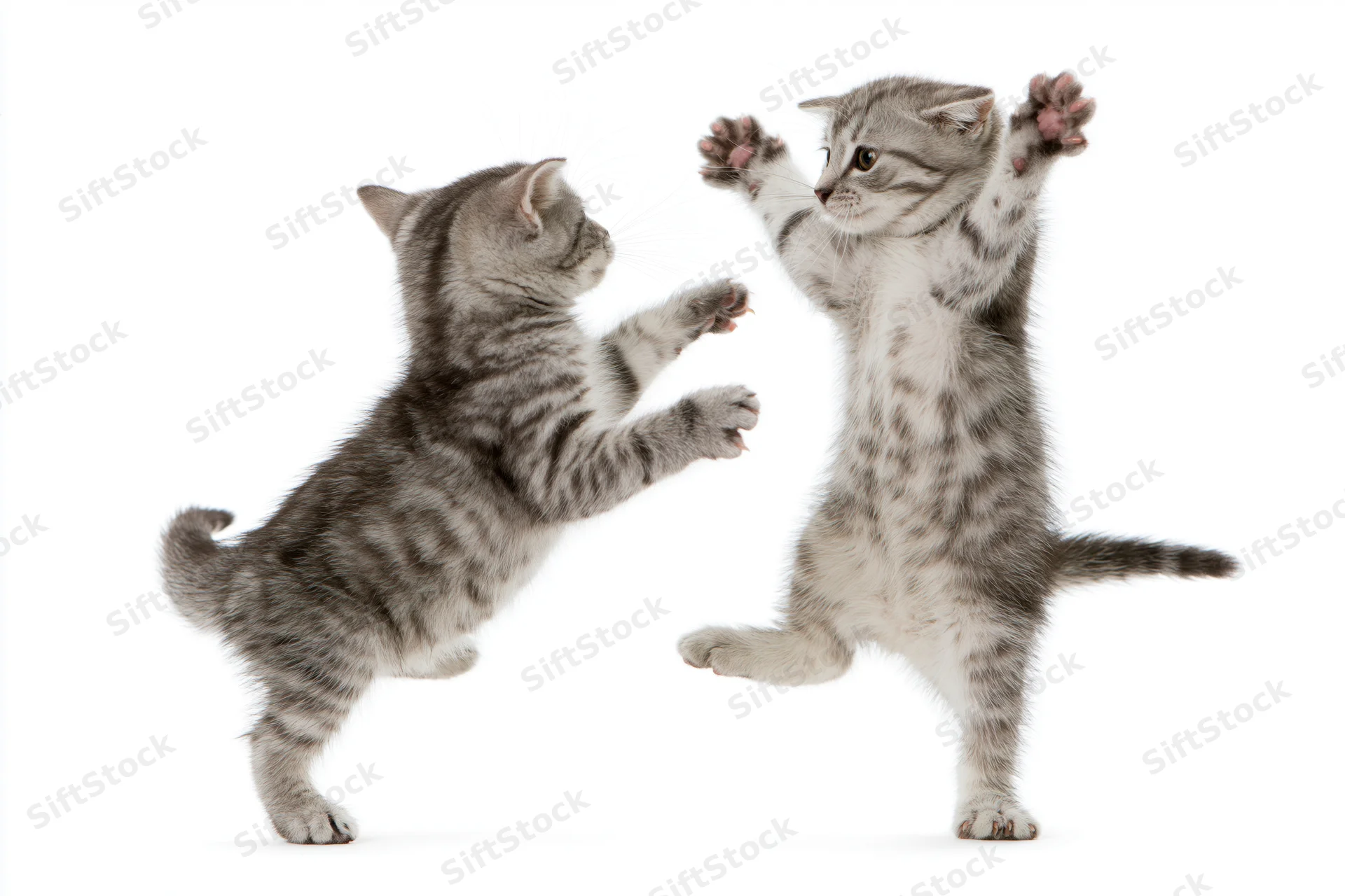 Two tabby kittens playing and leaping toward each other on white background