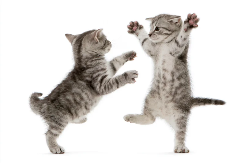 Two tabby kittens playing and leaping toward each other on white background
