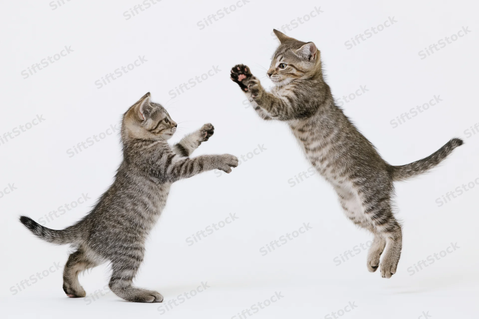 Two tabby kittens playing with one leaping mid-air against white background
