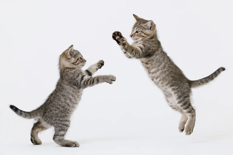 Two tabby kittens playing with one leaping mid-air against white background