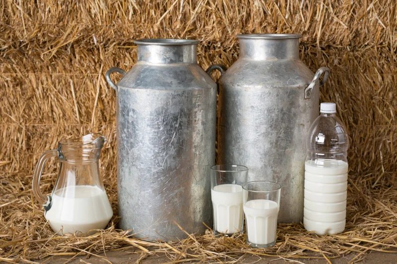 Two weathered aluminum milk churns standing on loose straw with glass and plastic milk containers nearby